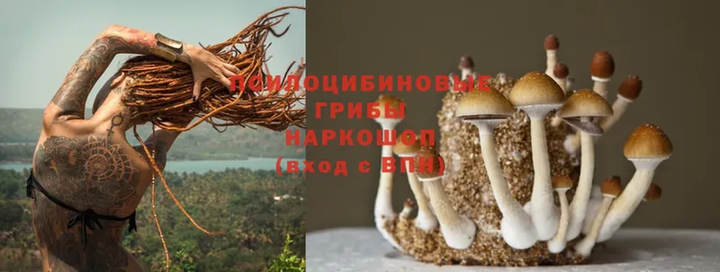 закладки  Ипатово  Галлюциногенные грибы Psilocybine cubensis 